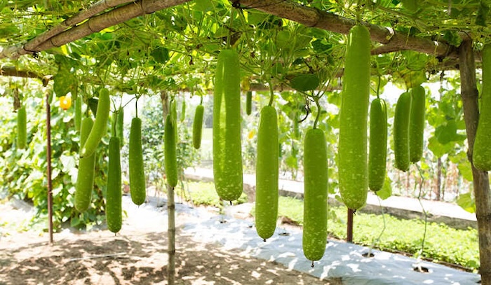 Phân bón gốc npk 20 20 20