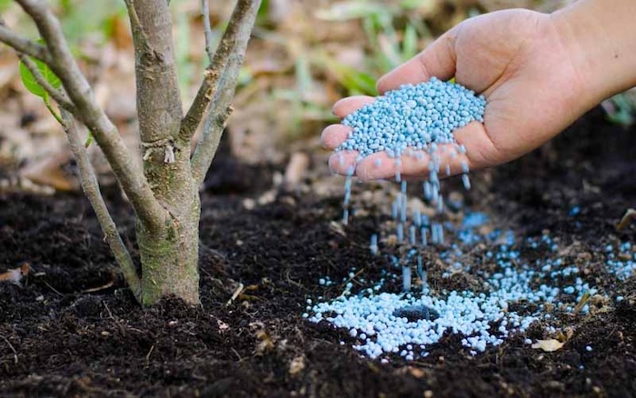 Phân bón gốc npk 6 30 30