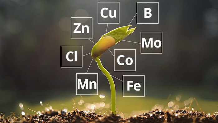 Phân bón gốc trung vi lượng
