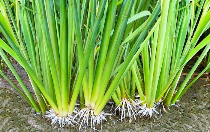 Phân bón lá organo forge Phân bón lá organo forge