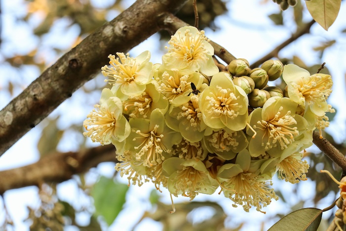 Phân bón lá rong biển có tác dụng gì Phân bón lá rong biển có tác dụng gì