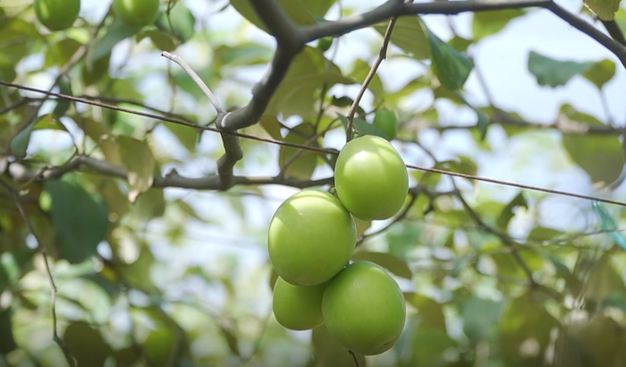 Phân bón lá rong biển xanh Phân bón lá rong biển xanh