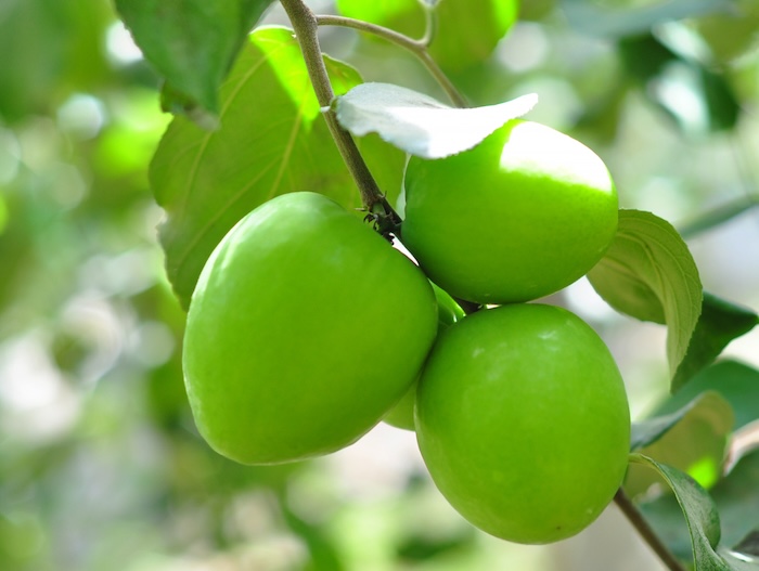 Phân bón lá siêu canxi bo Phân bón lá siêu canxi bo