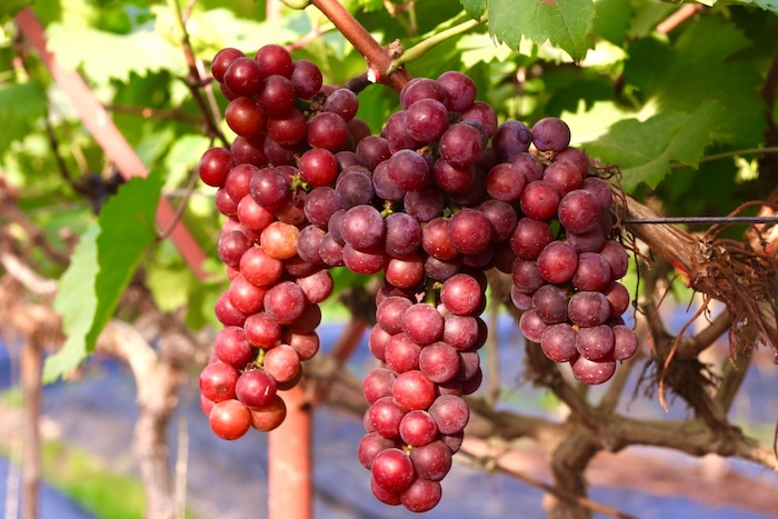 Phân bón lá sinh học a2 Phân bón lá sinh học a2