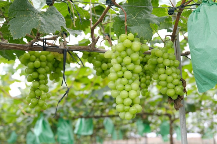 Phân bón lá sinh học là gì