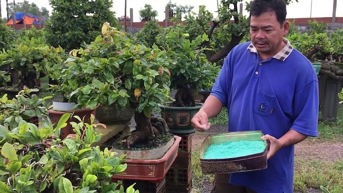 Phân bón lá tạo nụ cho mai vàng Phân bón lá tạo nụ cho mai vàng