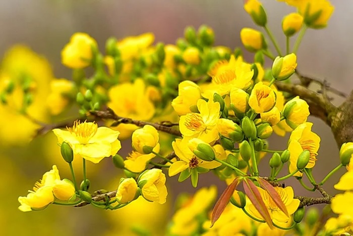 Phân bón lá tạo nụ cho mai vàng Phân bón lá tạo nụ cho mai vàng