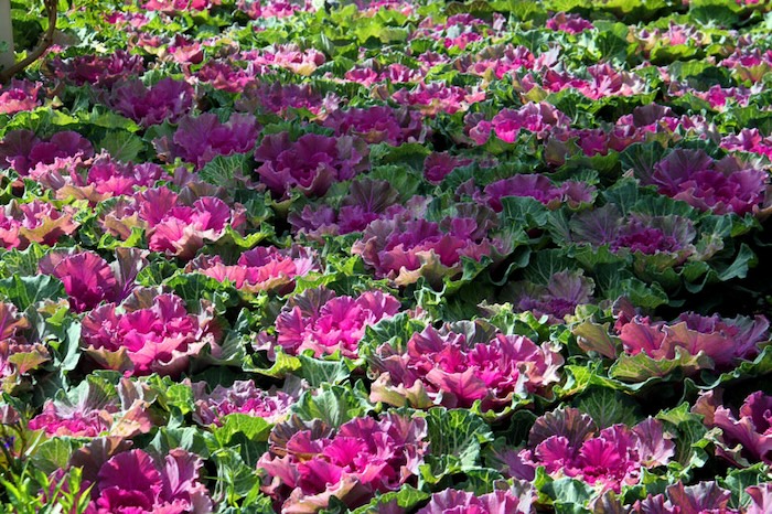 Phân bón lá trung vi lượng Phân bón lá trung vi lượng