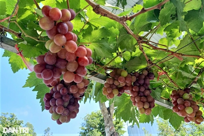 Phân bón lá trung vi lượng cambi nhật Phân bón lá trung vi lượng cambi nhật