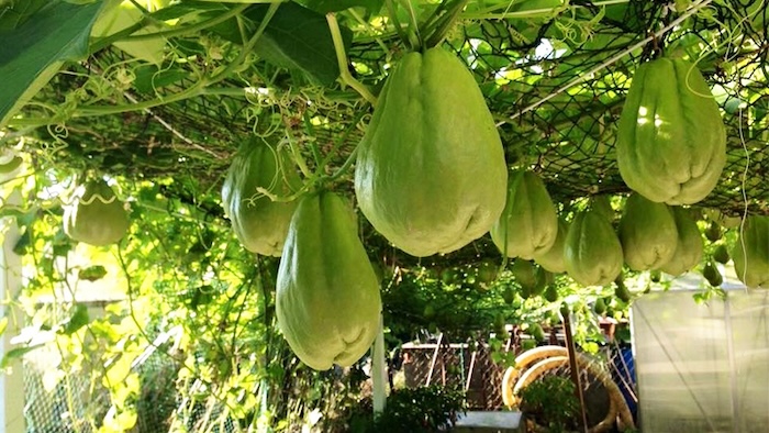 Phân bón lá trung vi lượng fetrilon combi