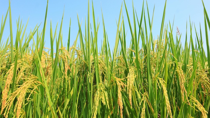 Phân bón lá vi lượng combi Phân bón lá vi lượng combi