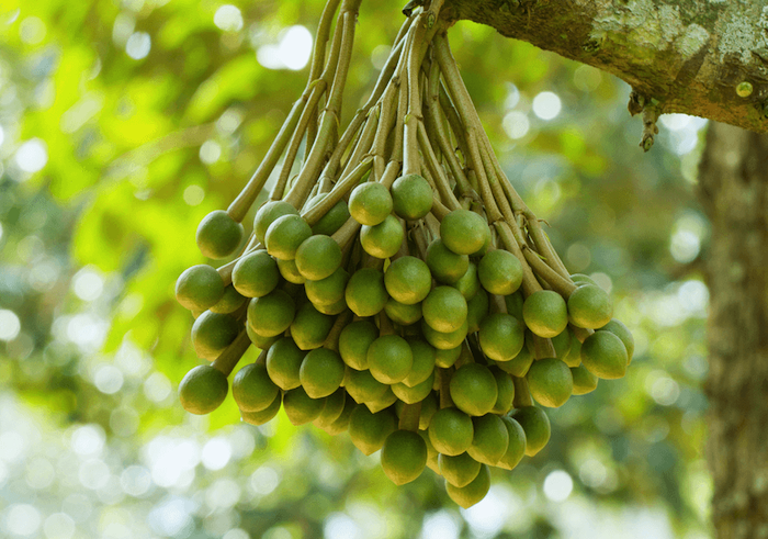 Phân bón lá vitamin b1 hữu cơ big crop Phân bón lá vitamin b1 hữu cơ big crop