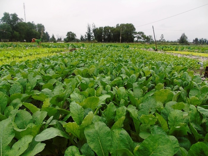 Phân bón lá vitamin b1 thái lan Phân bón lá vitamin b1 thái lan