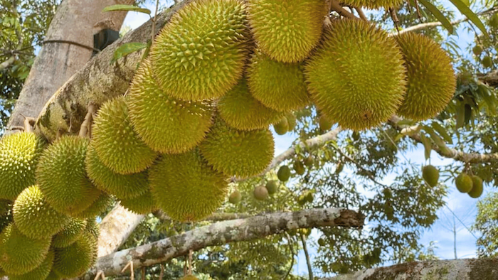 Phân bón qua lá a2 Phân bón qua lá a2