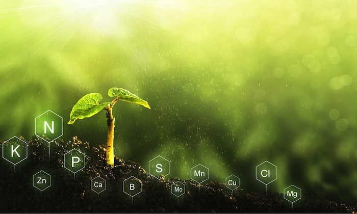 Phân bón trung vi lượng bón gốc