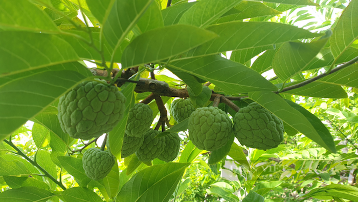 Phân bón trung vi lượng bón gốc