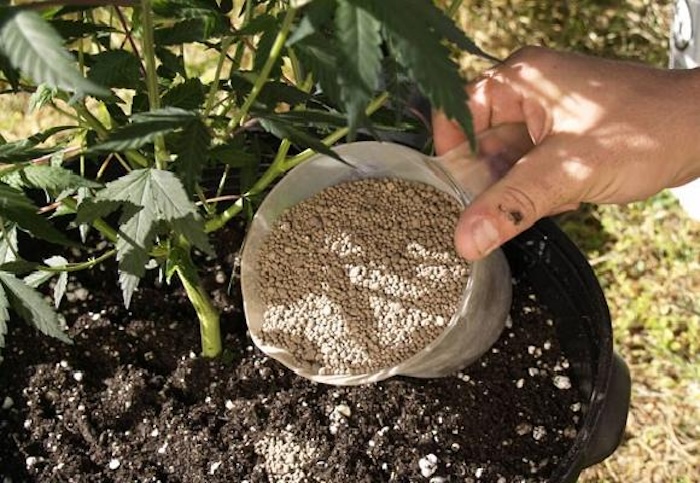 Phân bón vi lượng bón gốc