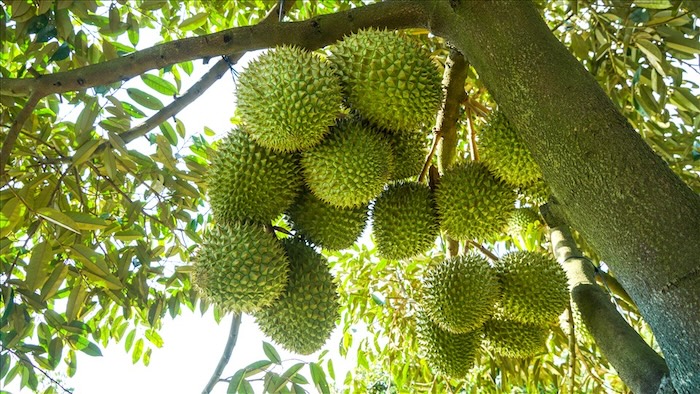 Phân canxi bo bón gốc