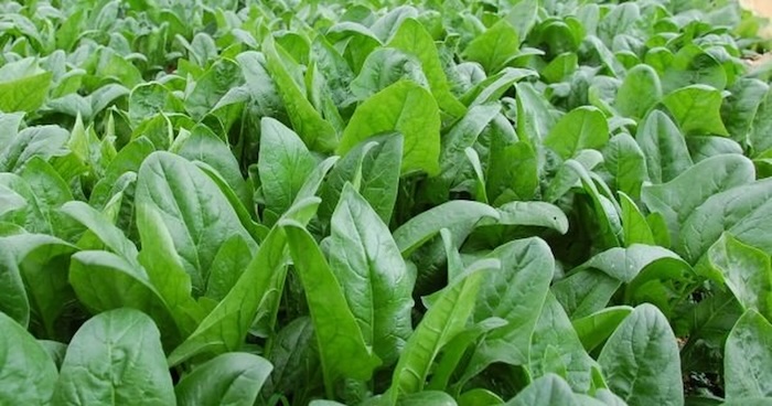 Tác dụng của phân bón lá rong biển Tác dụng của phân bón lá rong biển