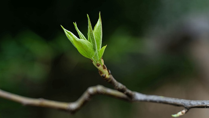 Tác dụng của phân bón lá rong biển Tác dụng của phân bón lá rong biển