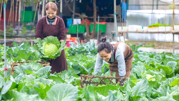 Tác dụng của phân bón lá rong biển Tác dụng của phân bón lá rong biển