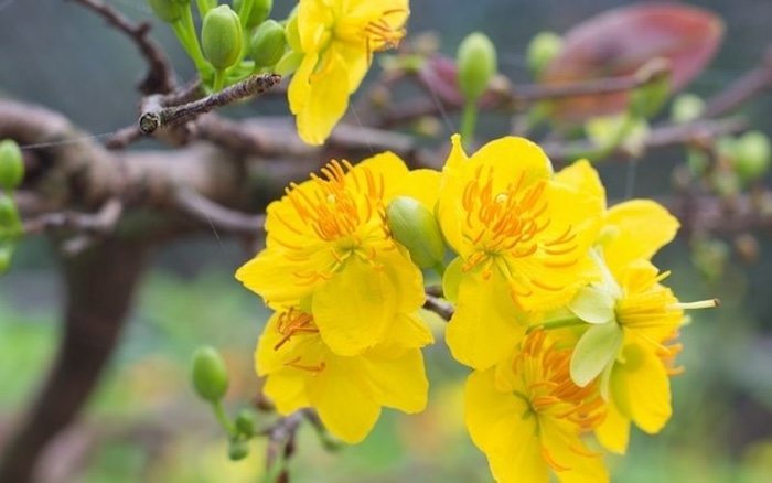 Tác dụng phân bón lá 30 10 10 Tác dụng phân bón lá 30 10 10