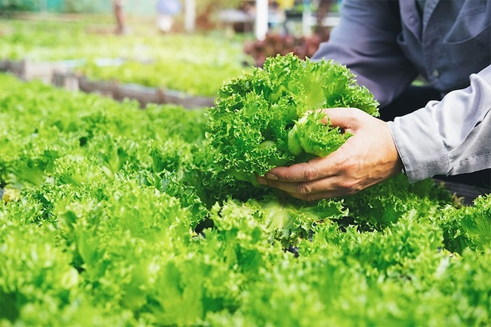 Thành phần của phân bón lá atonik Thành phần của phân bón lá atonik