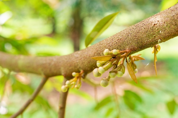 Thuốc phân bón lá atonik Thuốc phân bón lá atonik