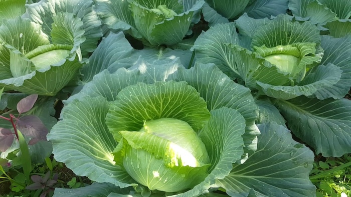 Thuốc trừ sâu atonik