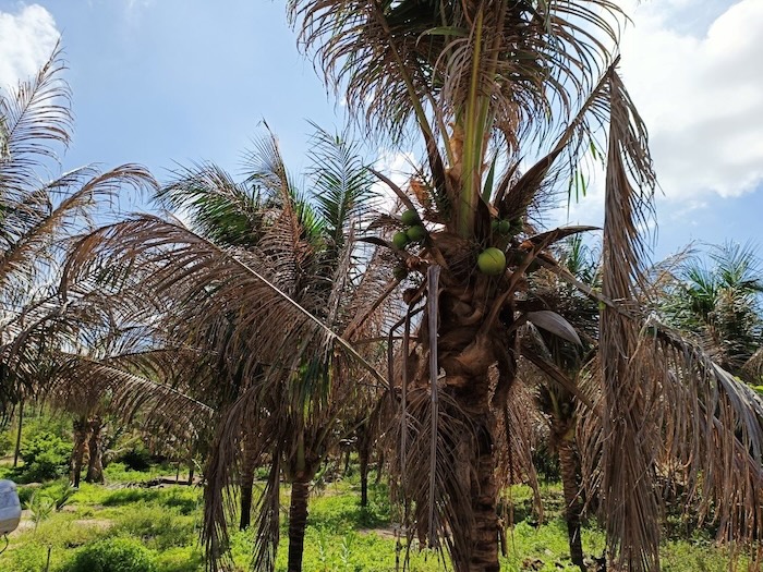 Thuốc trừ sâu cho cây dừa