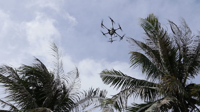 Thuốc trừ sâu cho cây dừa