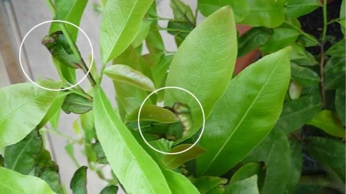 Thuốc trừ sâu cho cây mai vàng Thuốc trừ sâu cho cây mai vàng