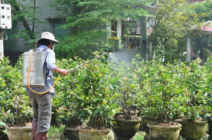 Thuốc trừ sâu cho cây mai vàng Thuốc trừ sâu cho cây mai vàng