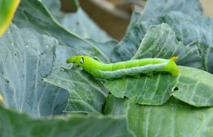 Thuốc trừ sâu cho rau cải
