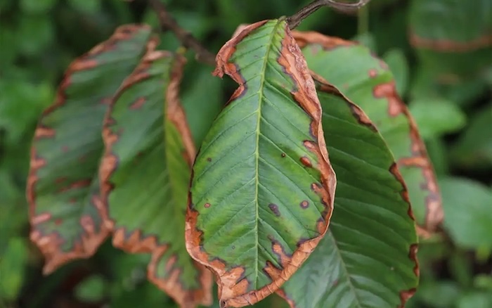 Thuốc trừ sâu cực độc không mùi