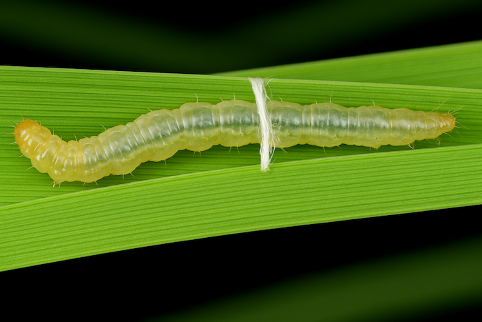 Thuốc trừ sâu cuốn lá