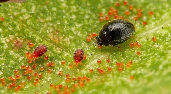 Thuốc trừ sâu dạng mát