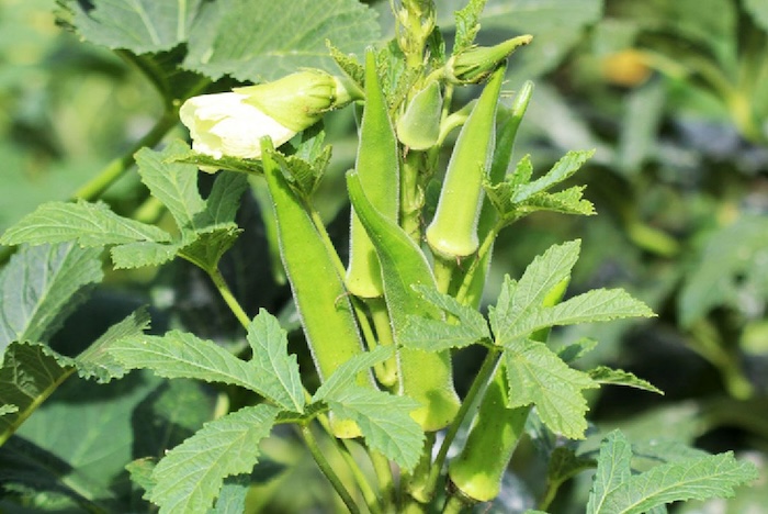 Thuốc trừ sâu dạng mát