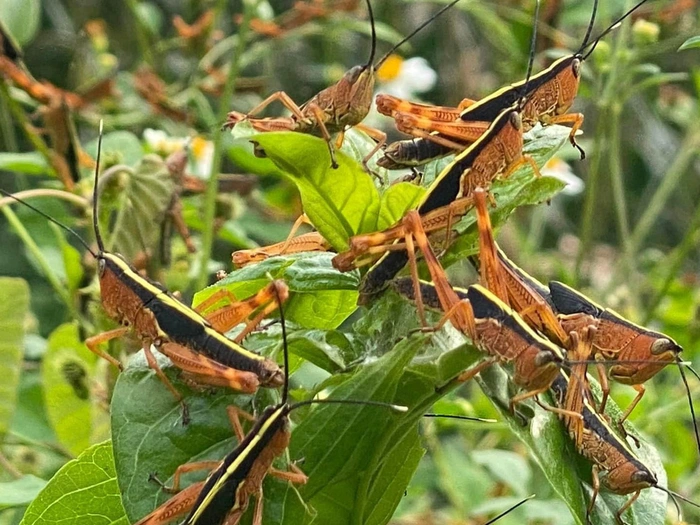 Thuốc trừ sâu ddt Thuốc trừ sâu ddt