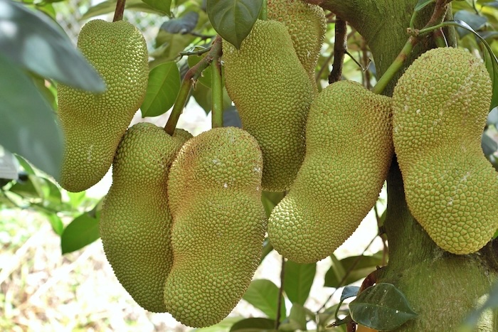 Thuốc trừ sâu ddt Thuốc trừ sâu ddt