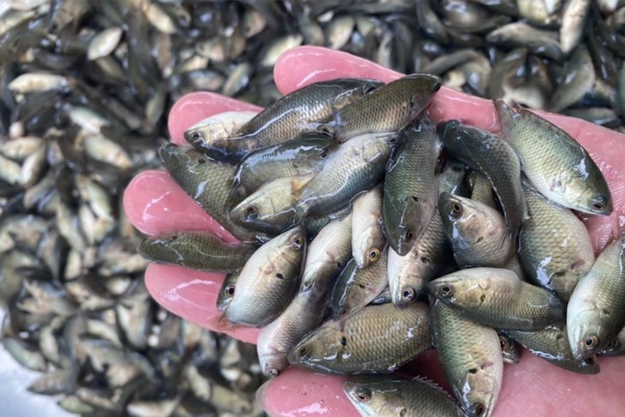 Thuốc trừ sâu diệt cá