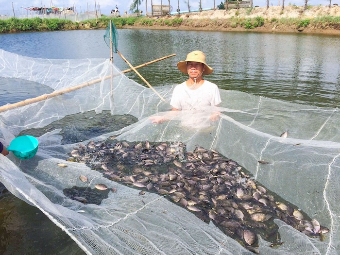 Thuốc trừ sâu diệt cá