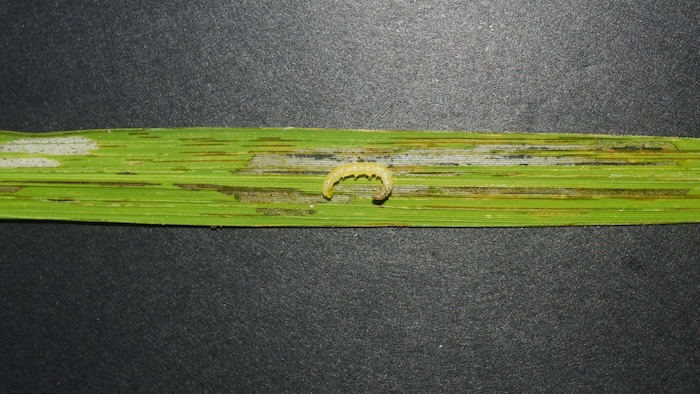 Thuốc trừ sâu dupont