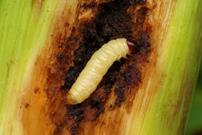 Thuốc trừ sâu e75