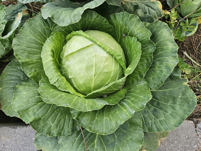 Thuốc trừ sâu emamectin Thuốc trừ sâu emamectin