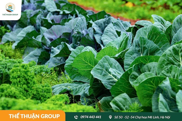 Thuốc trừ sâu emamectin benzoate