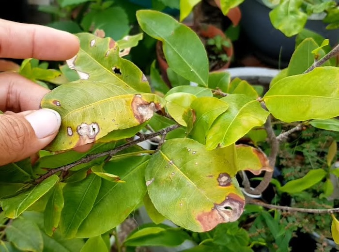 Thuốc trừ sâu ăn lá cây mai