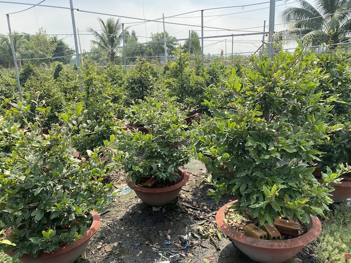 Thuốc trừ sâu ăn lá cây mai