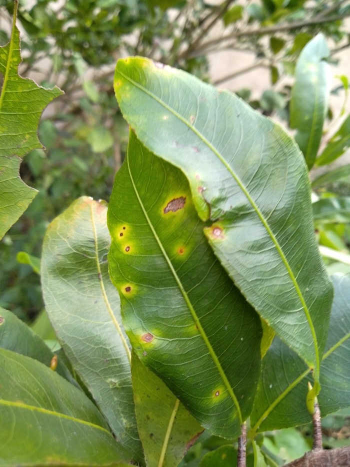 Thuốc trừ sâu ăn lá mai