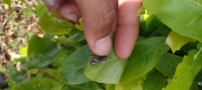 Thuốc trừ sâu ăn lá mai